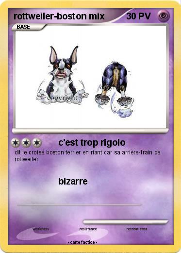 Pokemon rottweiler-boston mix