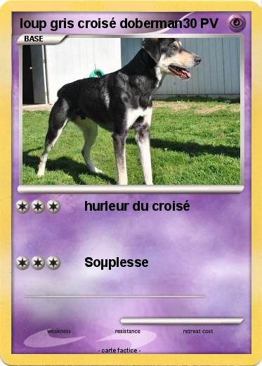 Pokemon loup gris croisé doberman
