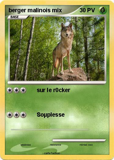 Pokemon berger malinois mix