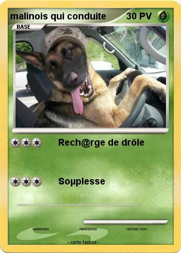 Pokemon malinois qui conduite