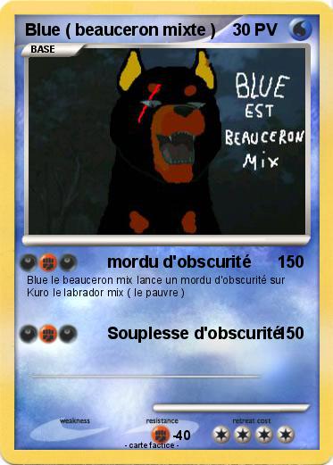 Pokemon Blue ( beauceron mixte )