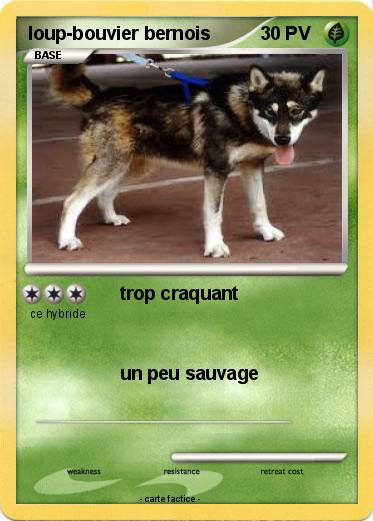 Pokemon loup-bouvier bernois