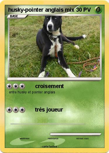 Pokemon husky-pointer anglais mix