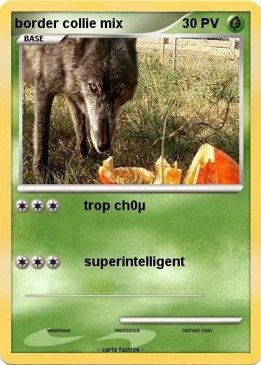 Pokemon border collie mix