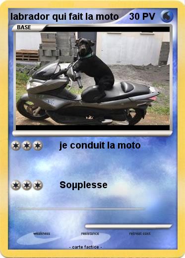 Pokemon labrador qui fait la moto