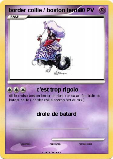 Pokemon border collie / boston terrier