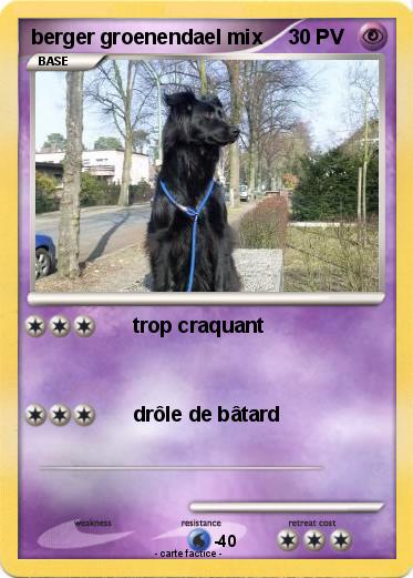 Pokemon berger groenendael mix