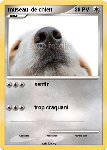 Pokemon museau  de chien