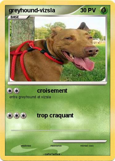Pokemon greyhound-vizsla