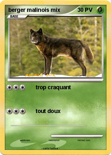 Pokemon berger malinois mix