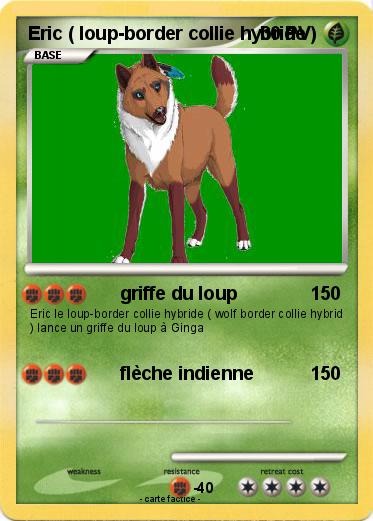 Pokemon Eric ( loup-border collie hybride )