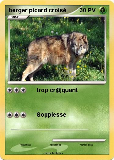 Pokemon berger picard croisé