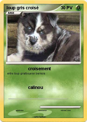 Pokemon loup gris croisé