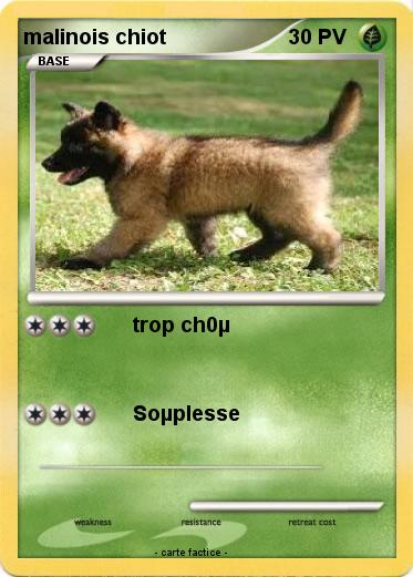 Pokemon malinois chiot