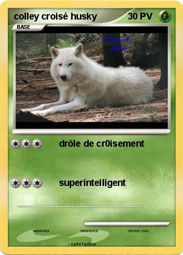 Pokemon colley croisé husky