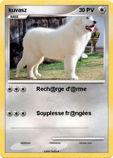Pokemon kuvasz