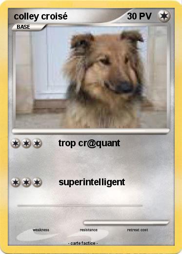 Pokemon colley croisé