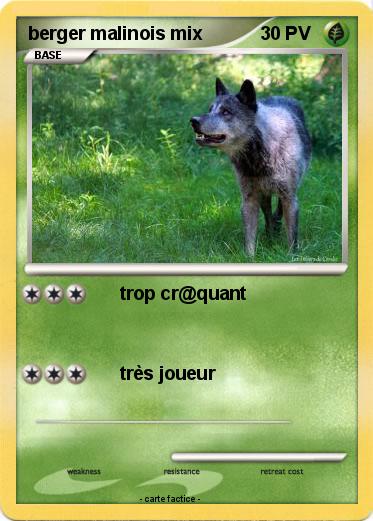 Pokemon berger malinois mix