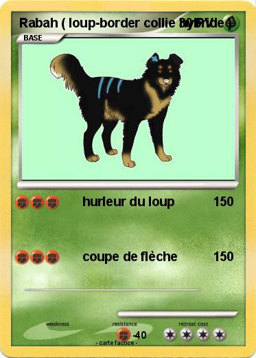 Pokemon Rabah ( loup-border collie hybride )
