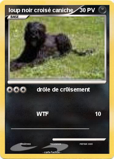 Pokemon loup noir croisé caniche