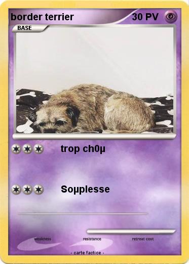 Pokemon border terrier