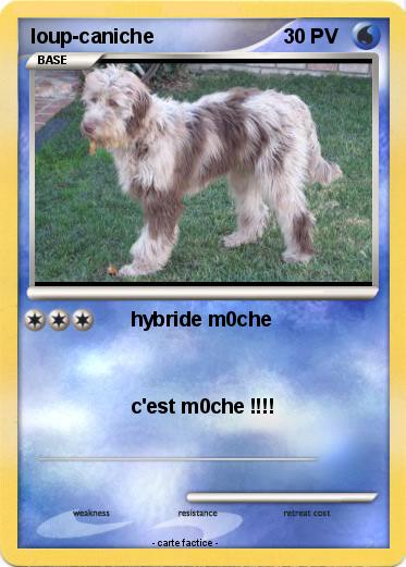 Pokemon loup-caniche