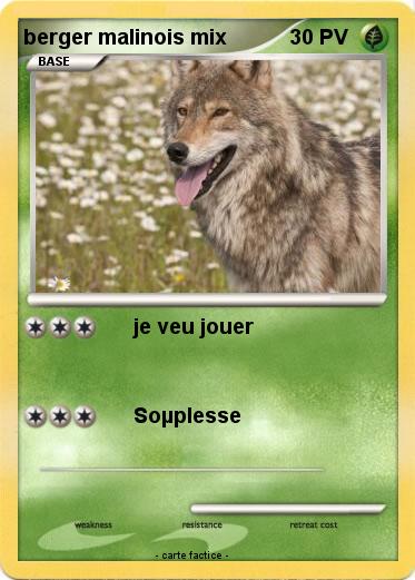 Pokemon berger malinois mix