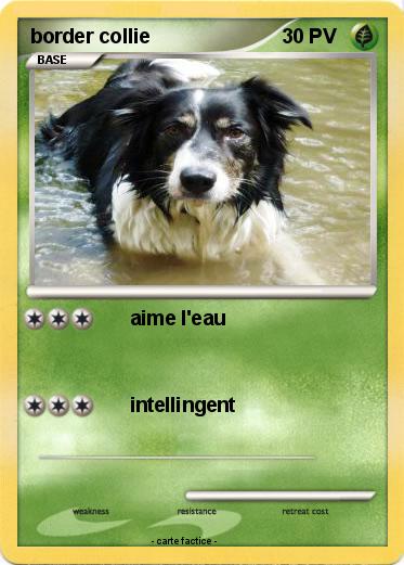 Pokemon border collie