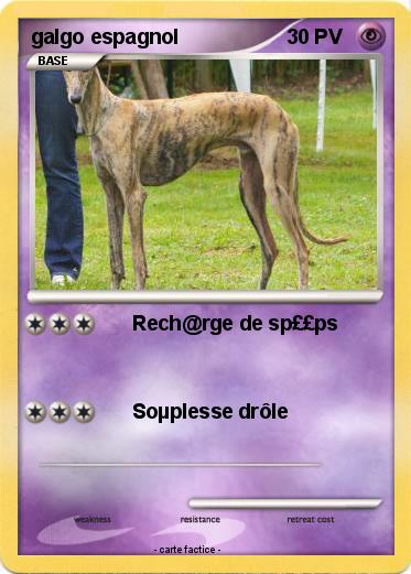 Pokemon galgo espagnol