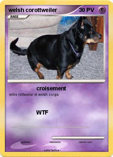 Pokemon welsh corottweiler