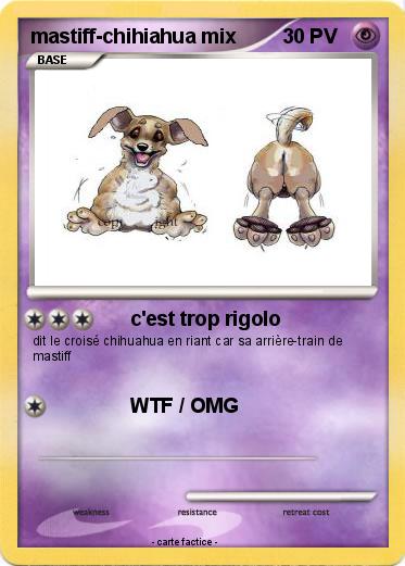 Pokemon mastiff-chihiahua mix