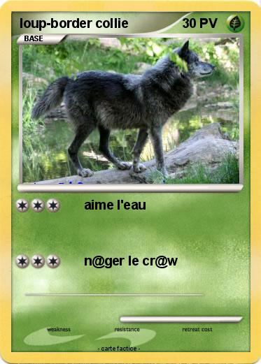 Pokemon loup-border collie