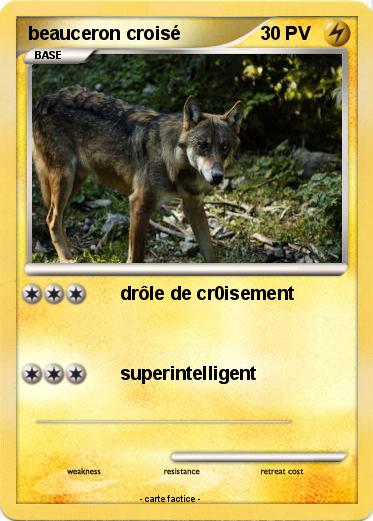 Pokemon beauceron croisé