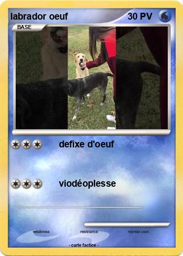 Pokemon labrador oeuf