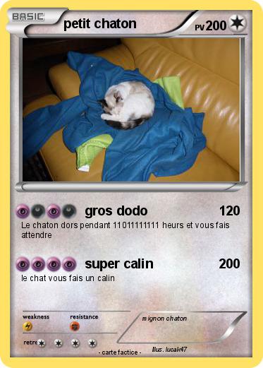 Pokemon petit chaton