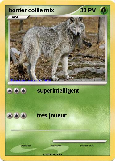 Pokemon border collie mix