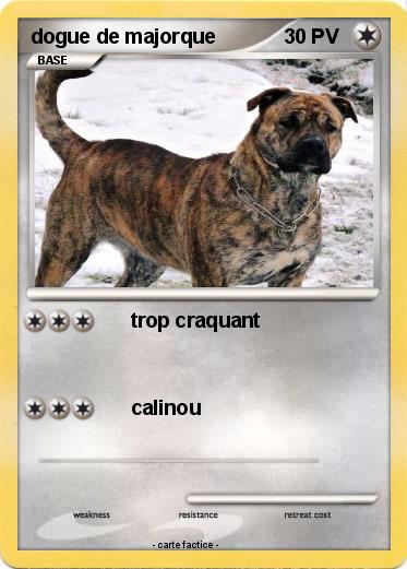 Pokemon dogue de majorque