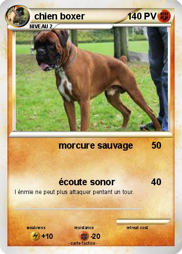 Pokemon chien boxer