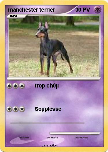Pokemon manchester terrier
