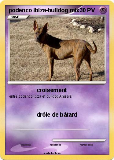 Pokemon podenco ibiza-bulldog mix