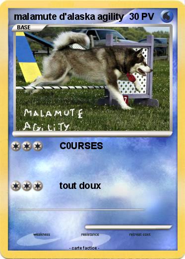 Pokemon malamute d'alaska agility