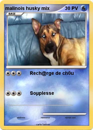 Pokemon malinois husky mix