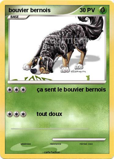 Pokemon bouvier bernois