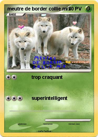 Pokemon meutre de border collie mix