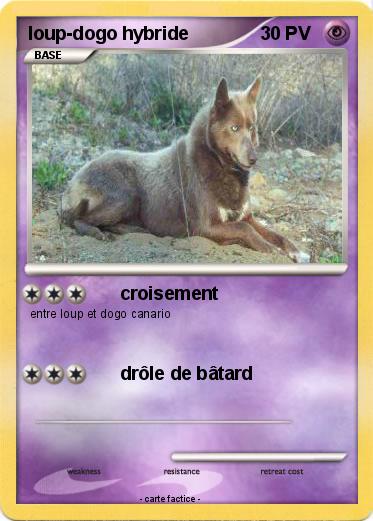 Pokemon loup-dogo hybride