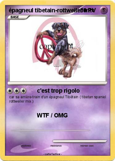 Pokemon épagneul tibetain-rottweiler mix