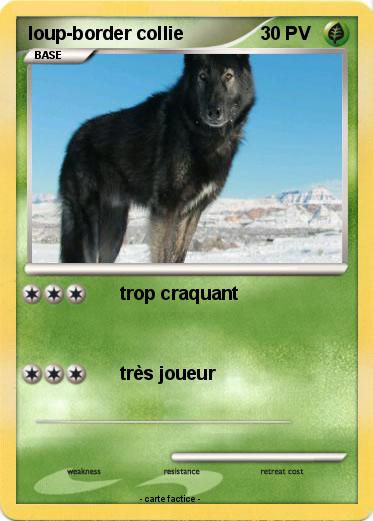 Pokemon loup-border collie