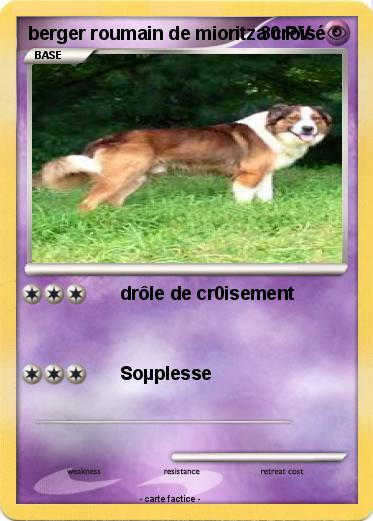 Pokemon Berger Roumain De Mioritza Croise