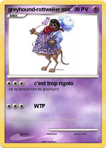 Pokemon greyhound-rottweiler mix