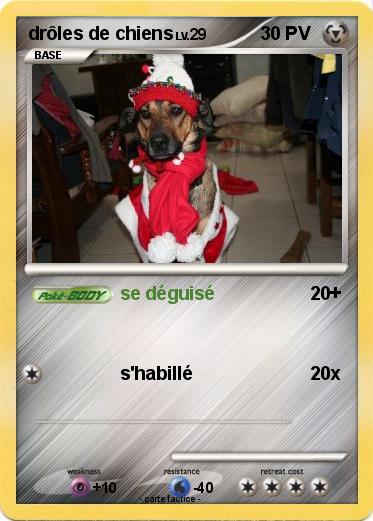 Pokemon drôles de chiens